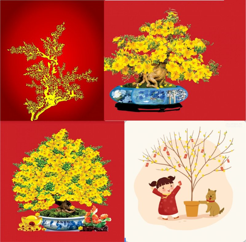 Bộ file vector cây mai vàng